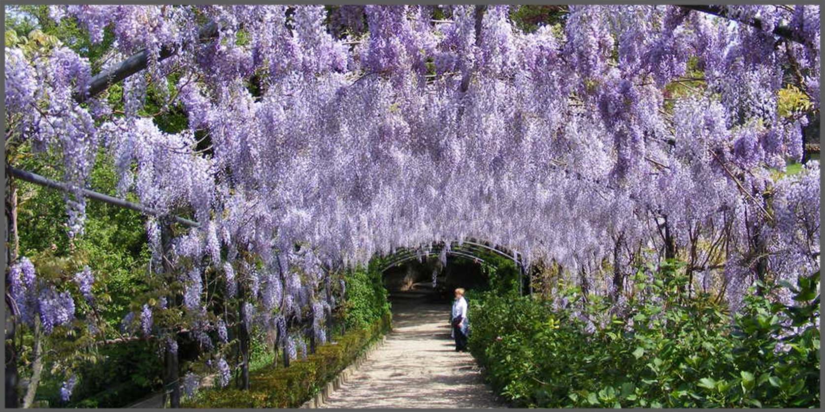 Giardino Bardini, pergolato