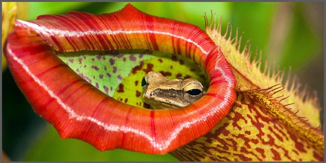 una rana curiosa nella bocca famelica di una Nephentes