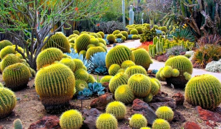 Giardino con cactus